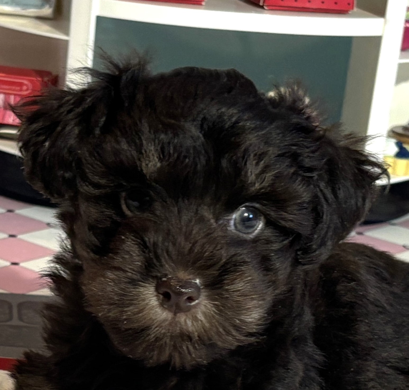 Storm – Toy Schnauzer $2700