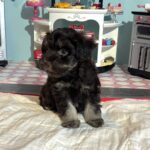 Storm – Toy Schnauzer $2700