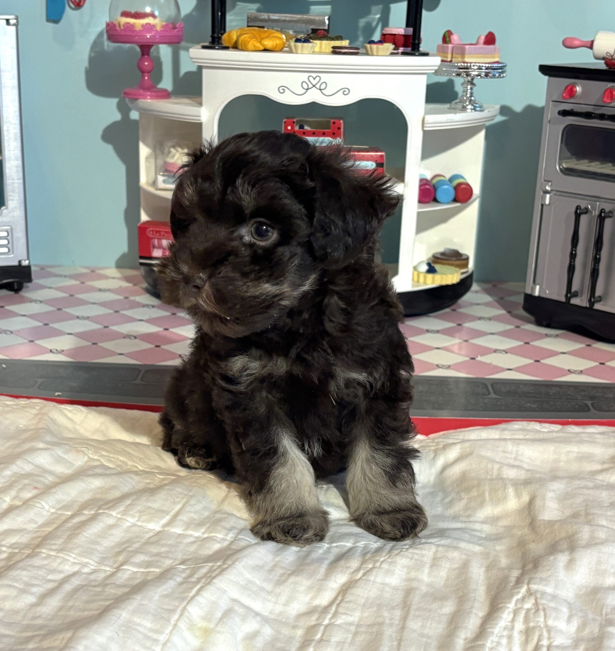 Storm – Toy Schnauzer $2700