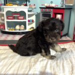 Storm – Toy Schnauzer $2700