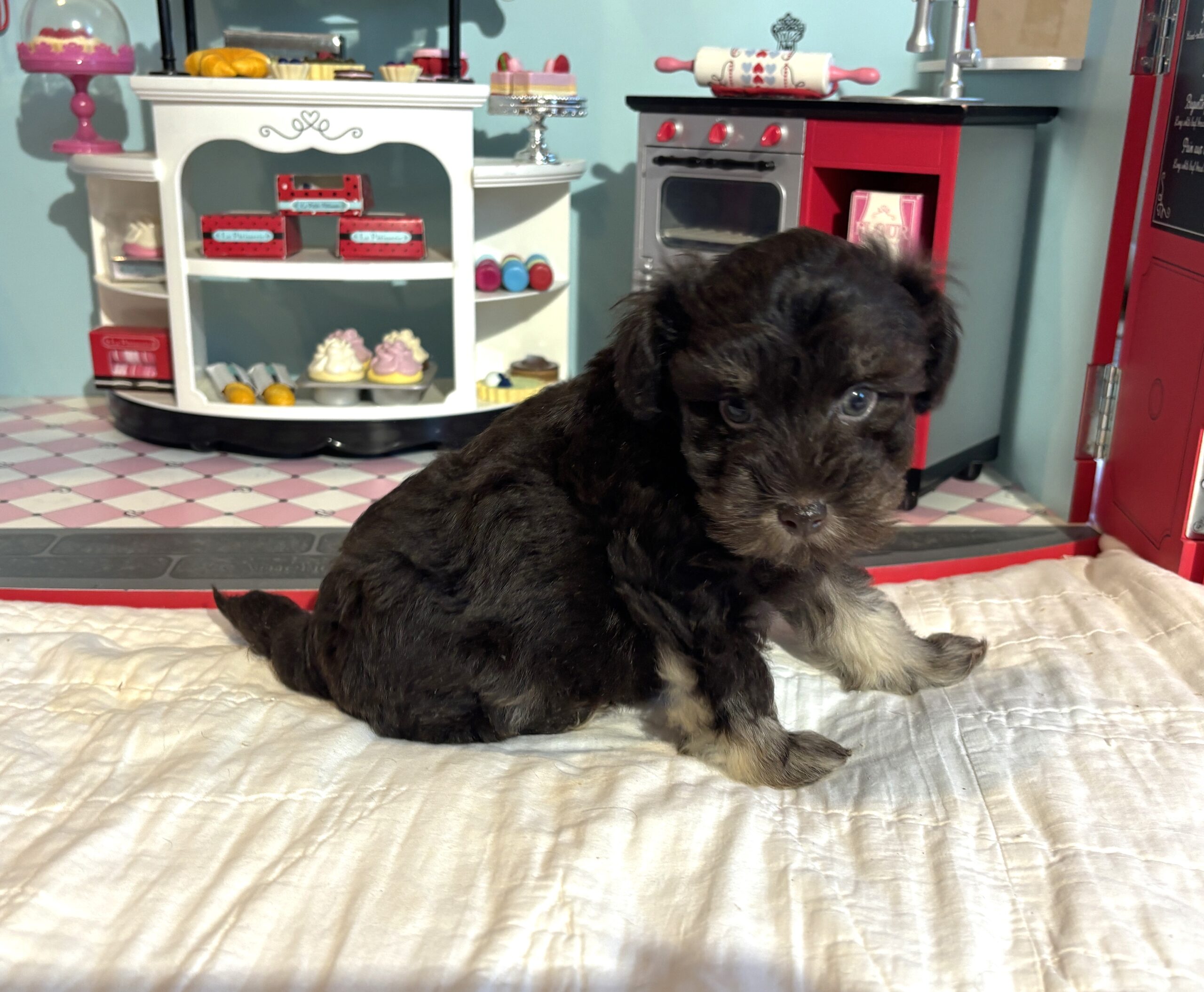 Storm – Toy Schnauzer $2700
