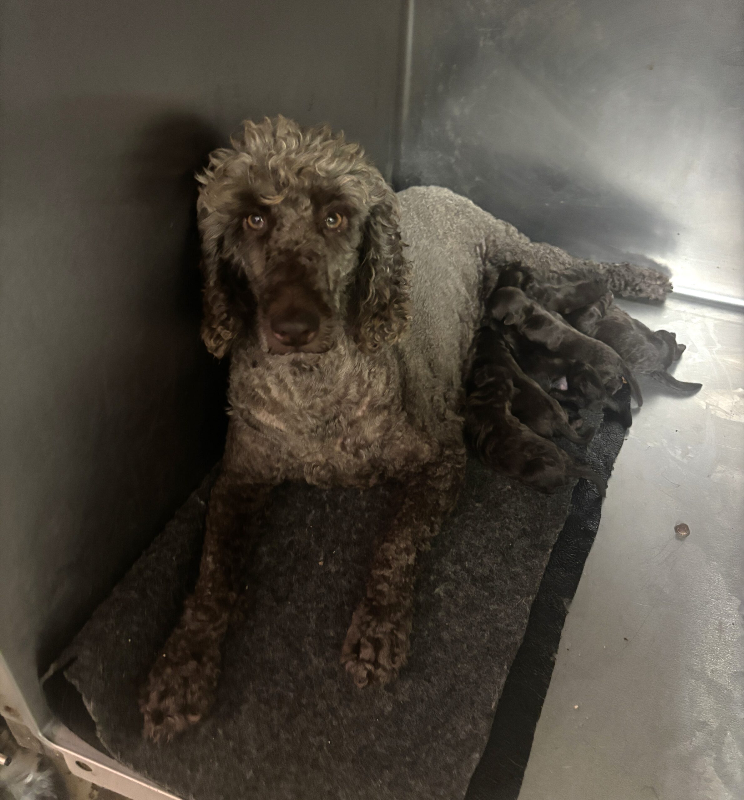 Wendy’s Litter – Chocolate Schnoodles $2400