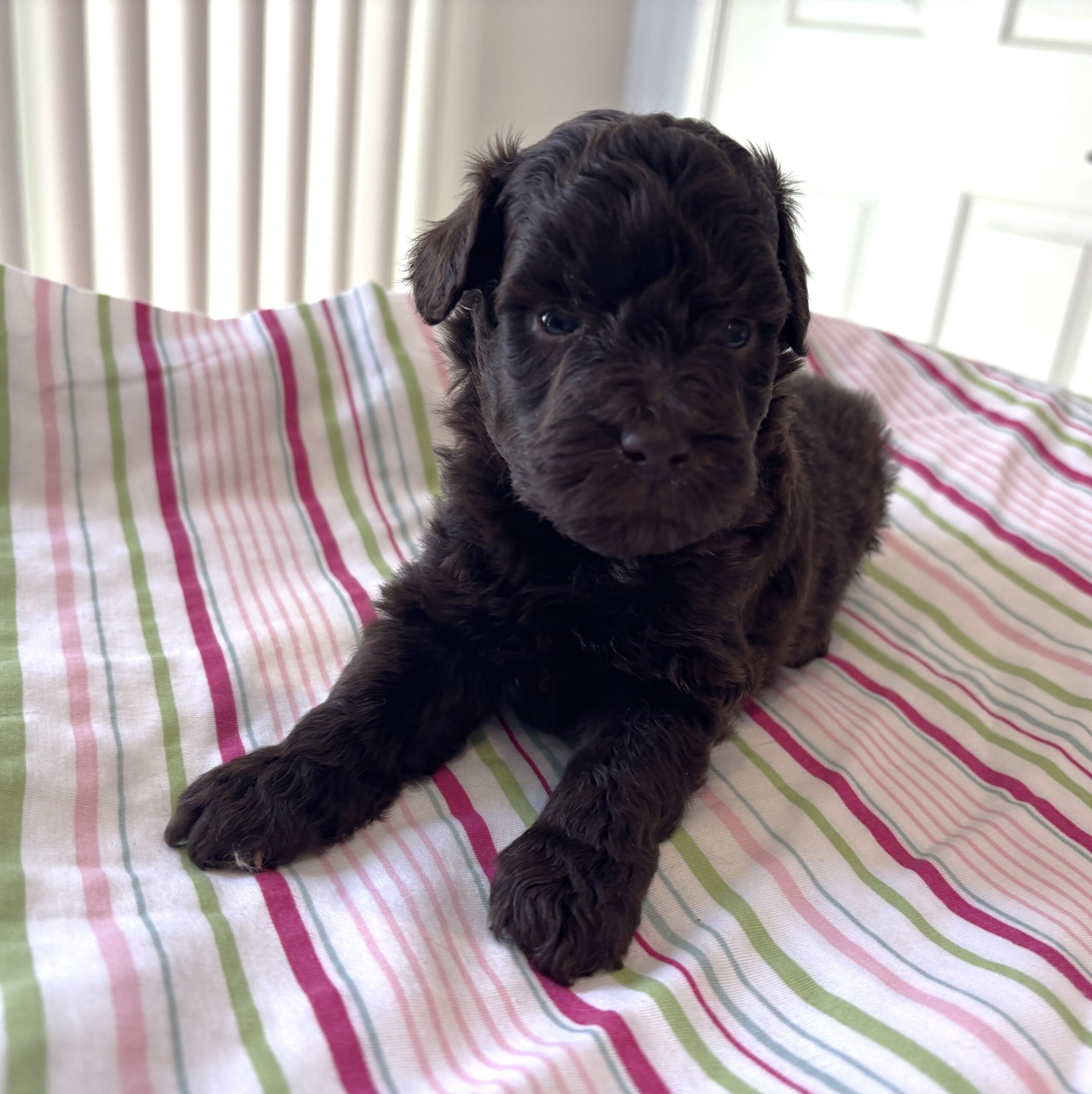 Daisy – Miniature Schnoodle $2400