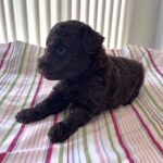 Daisy – Miniature Schnoodle $2400
