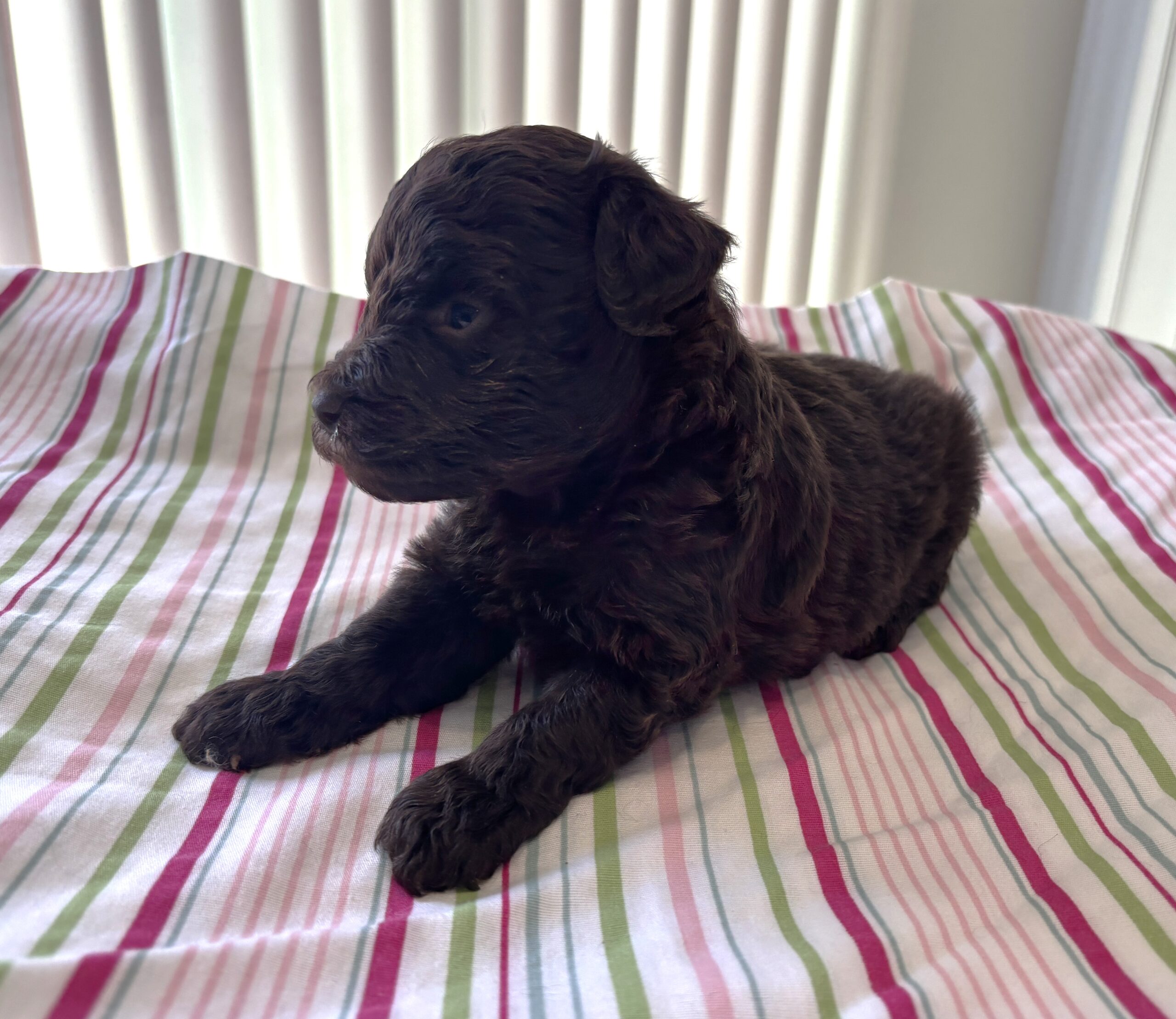 Daisy – Miniature Schnoodle $2400
