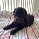 Daisy – Miniature Schnoodle $2400