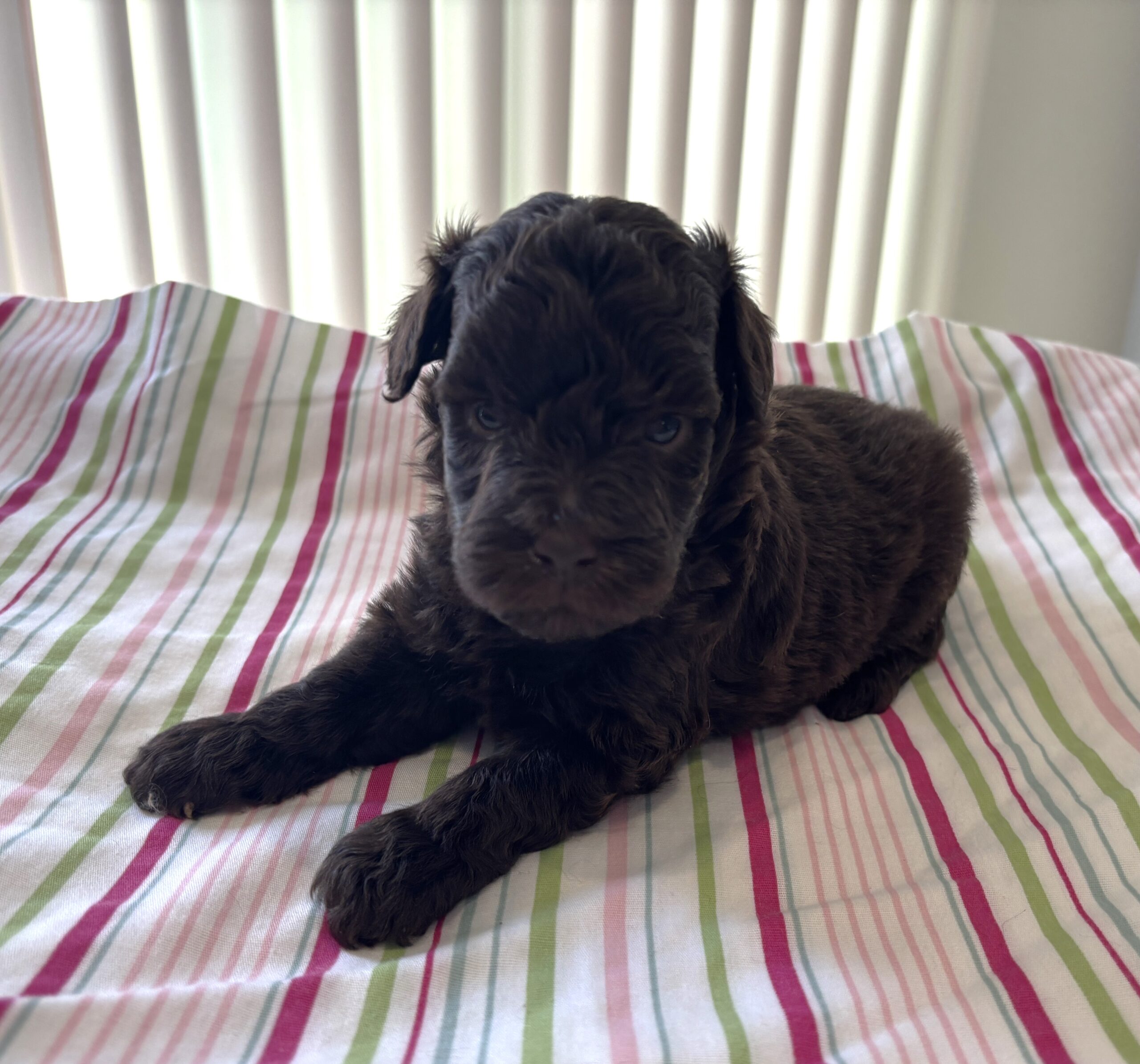 Daisy – Miniature Schnoodle $2400