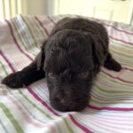 Daisy – Miniature Schnoodle $2400