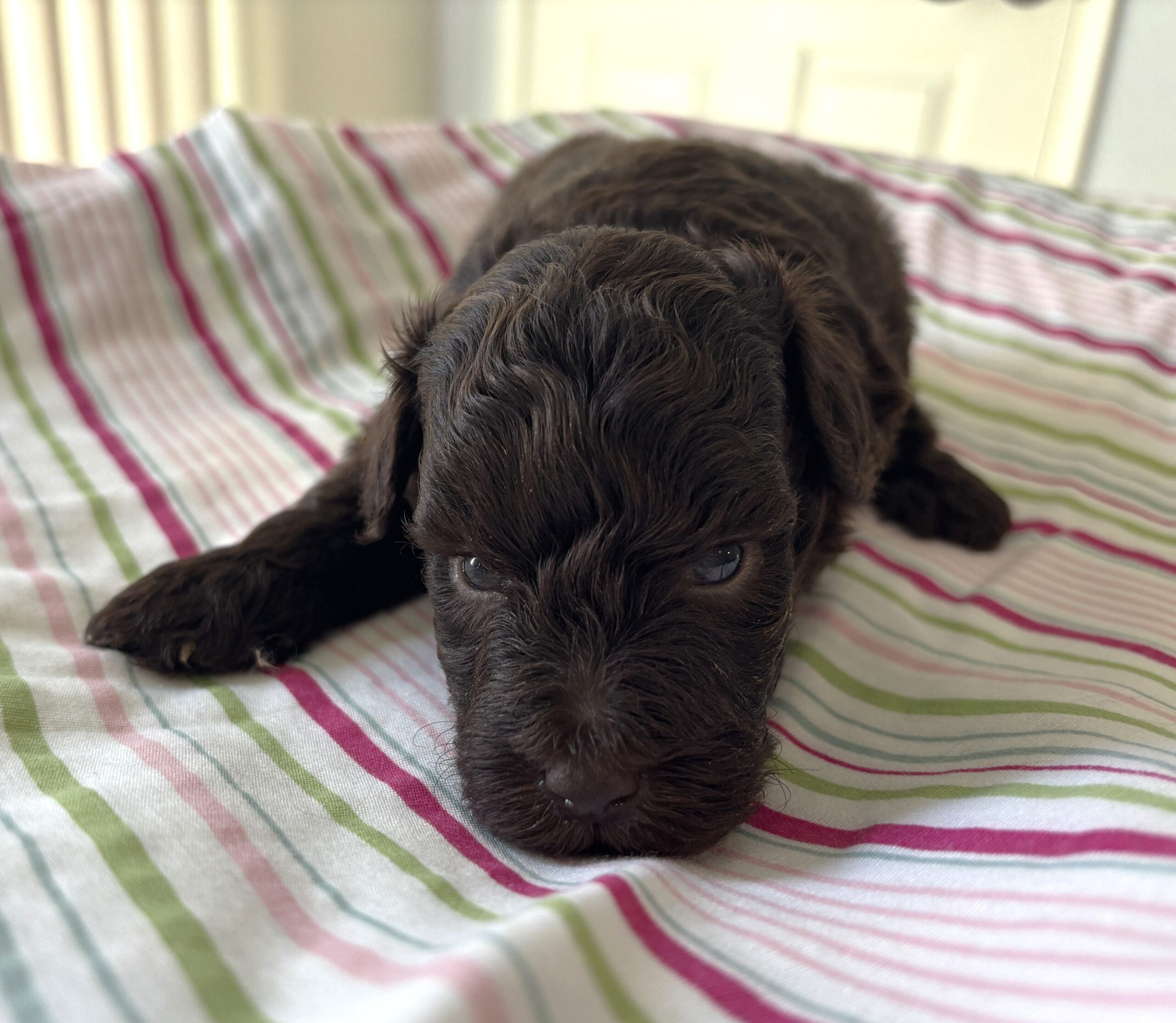 Daisy – Miniature Schnoodle $2400