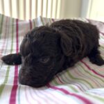 Daisy – Miniature Schnoodle $2400
