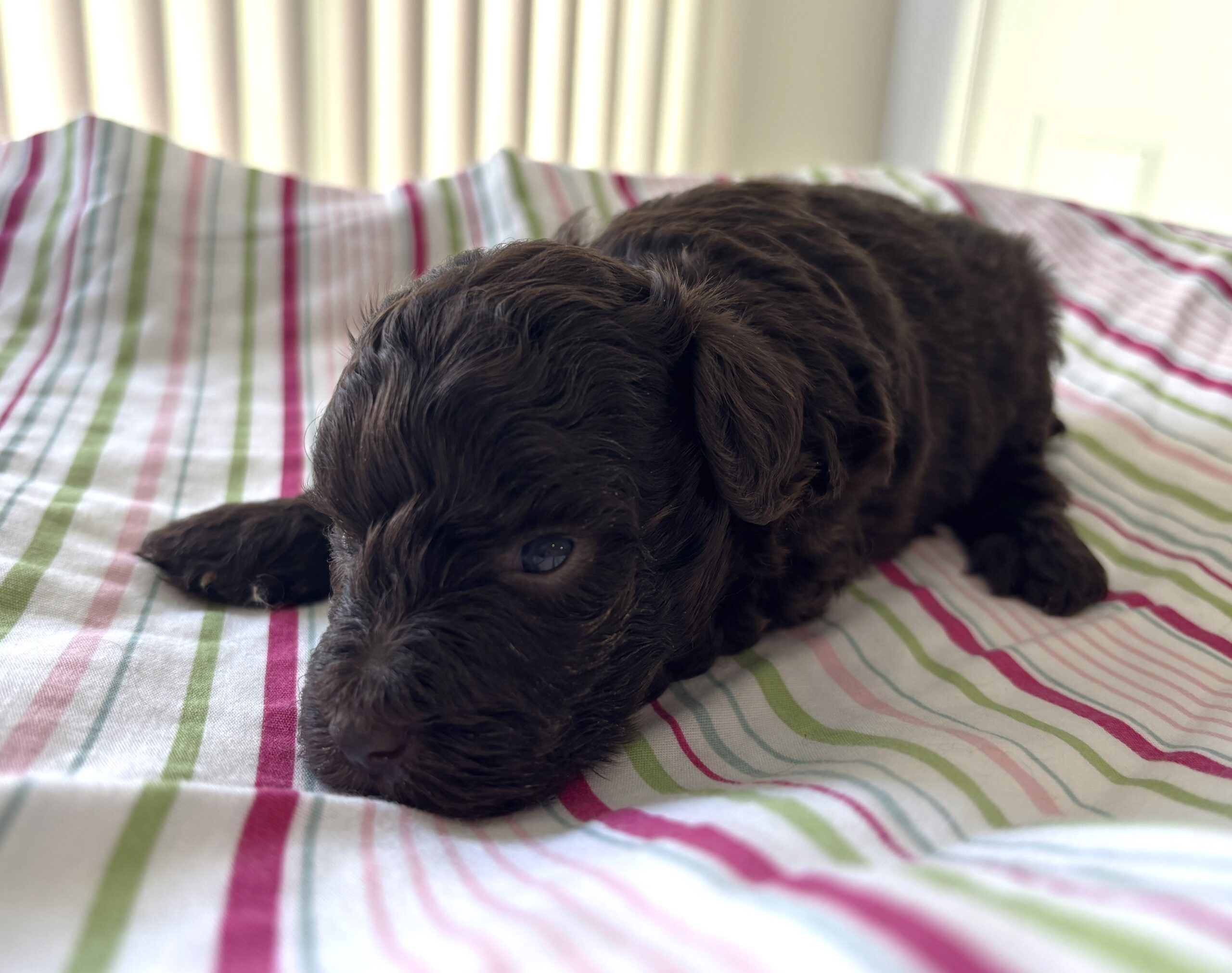 Daisy – Miniature Schnoodle $2400