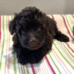 Dewey – Miniature Schnoodle $2400