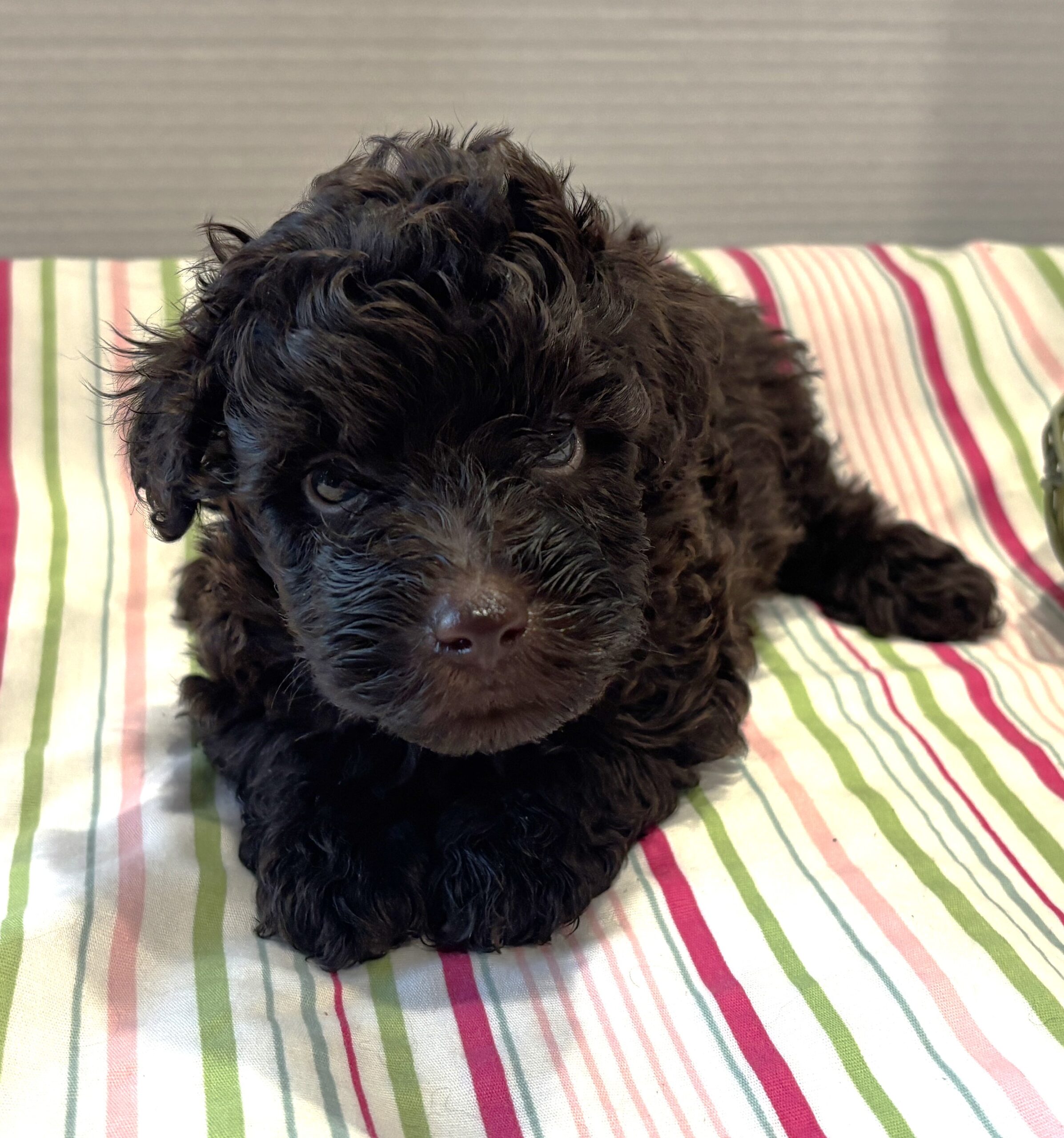 Dewey – Miniature Schnoodle $2400