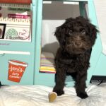 Dewey – Miniature Schnoodle $2400