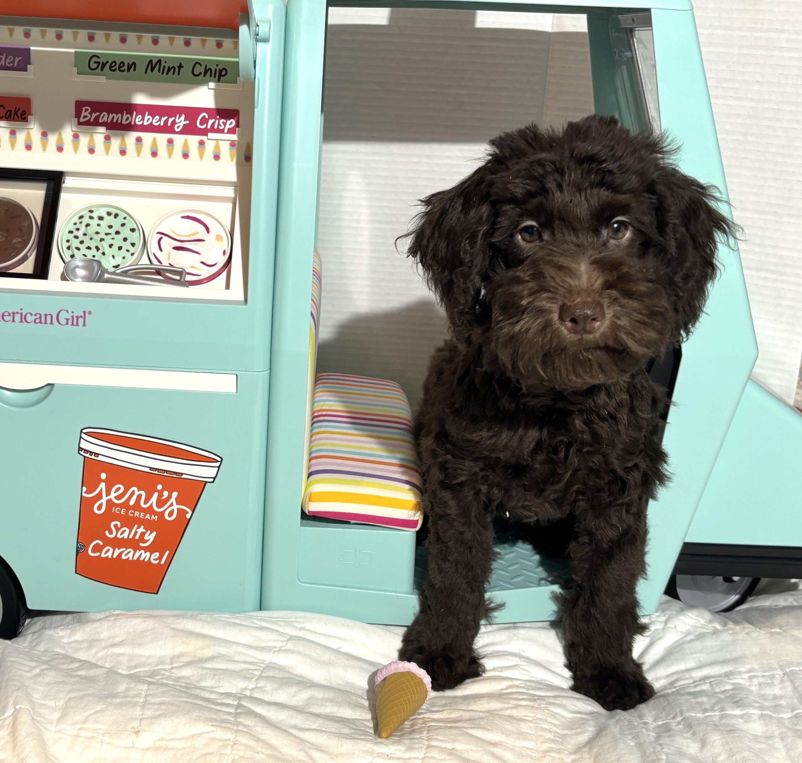 Dewey – Miniature Schnoodle $2400
