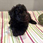 Dewey – Miniature Schnoodle $2400