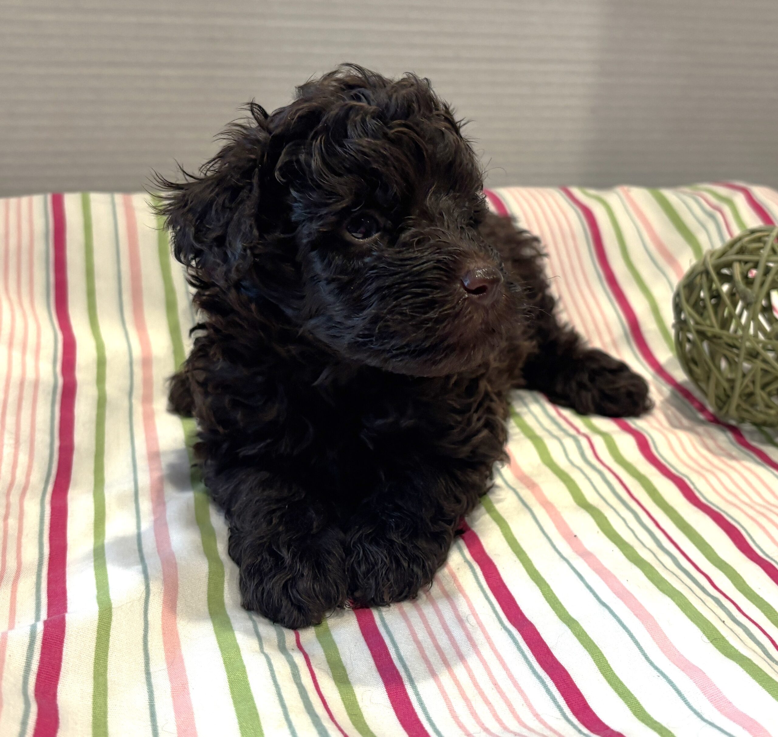 Dewey – Miniature Schnoodle $2400