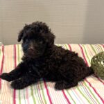 Dewey – Miniature Schnoodle $2400