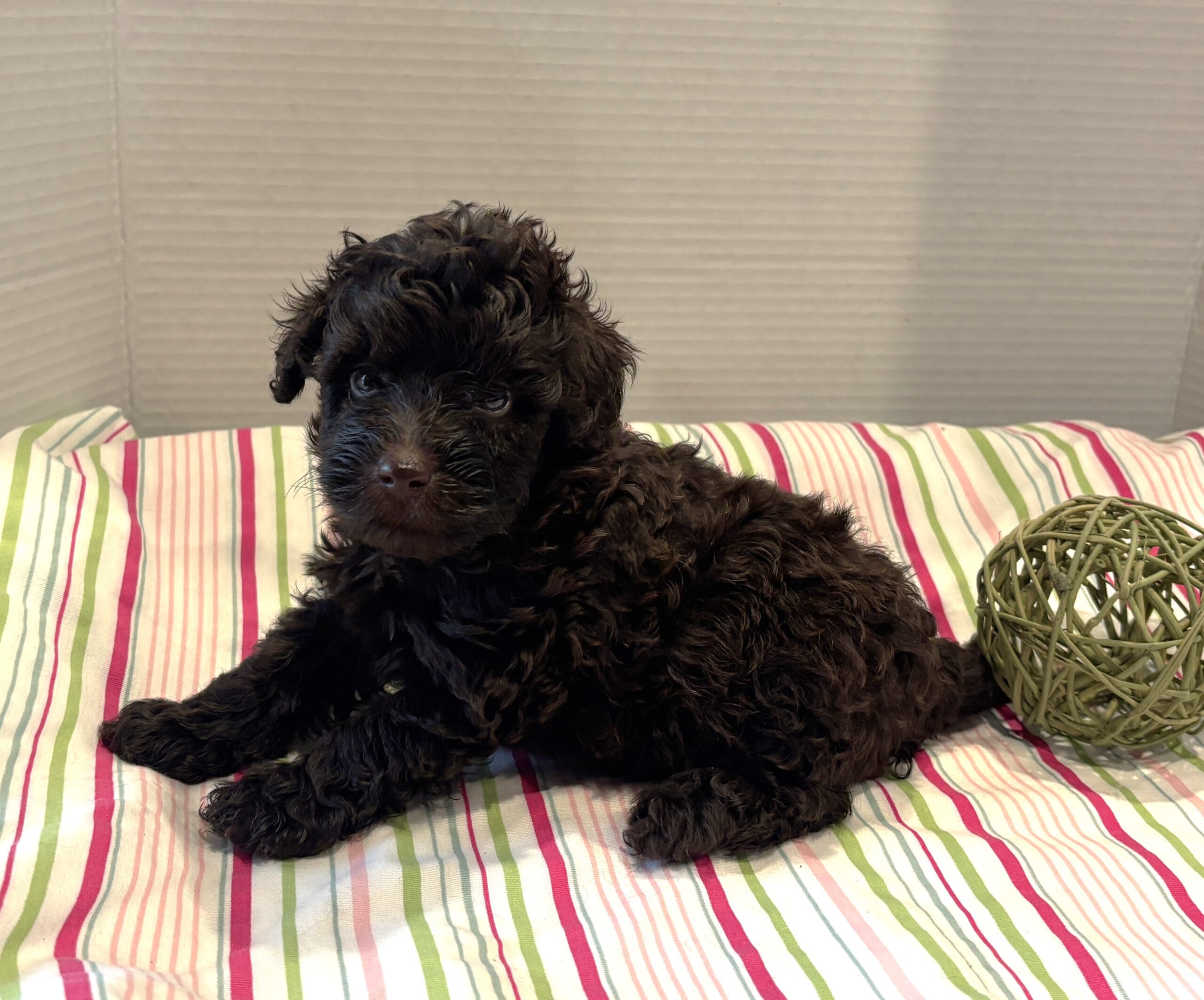 Dewey – Miniature Schnoodle $2400