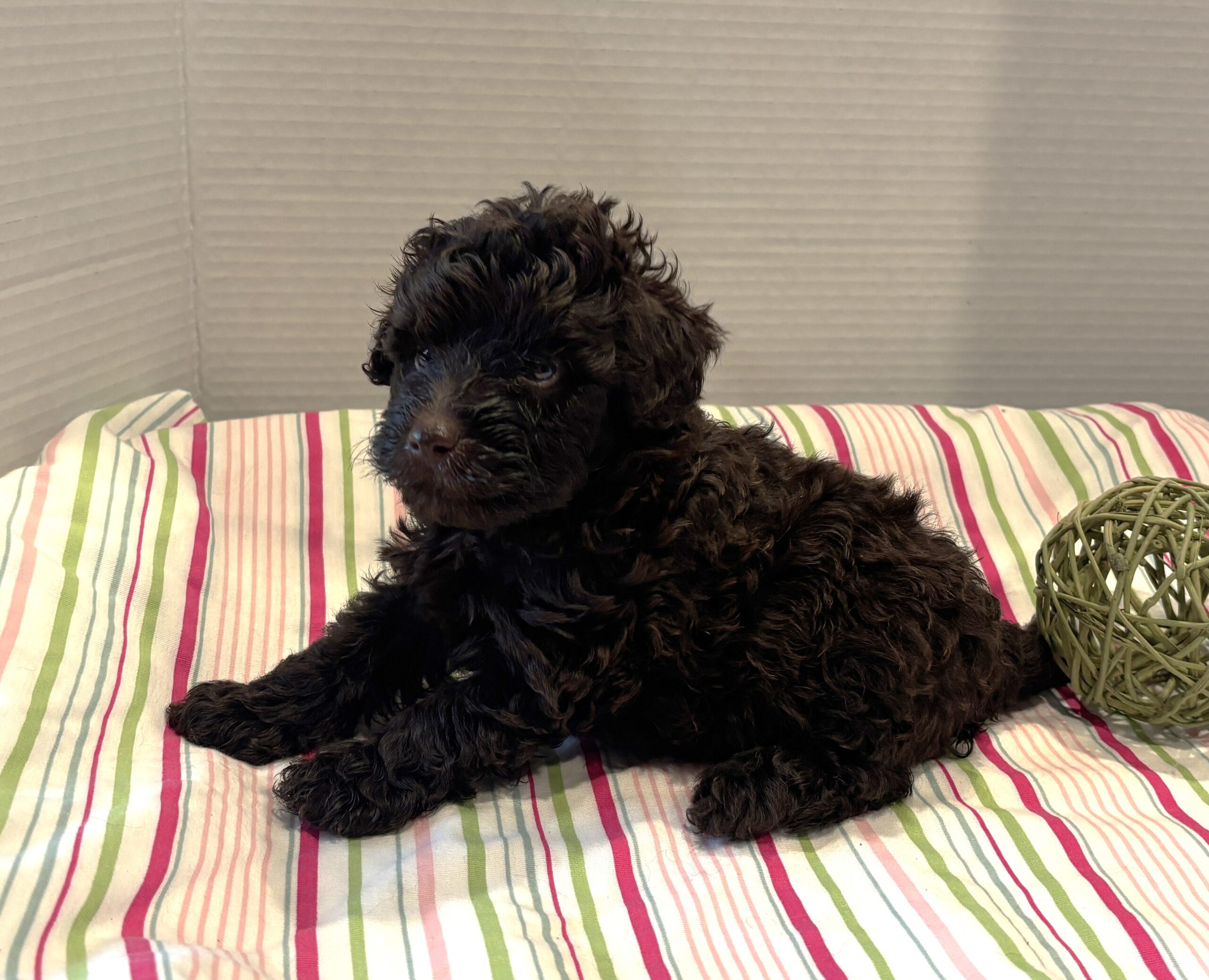 Dewey – Miniature Schnoodle $2400