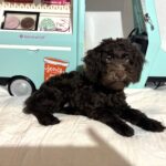 Dewey – Miniature Schnoodle $2400