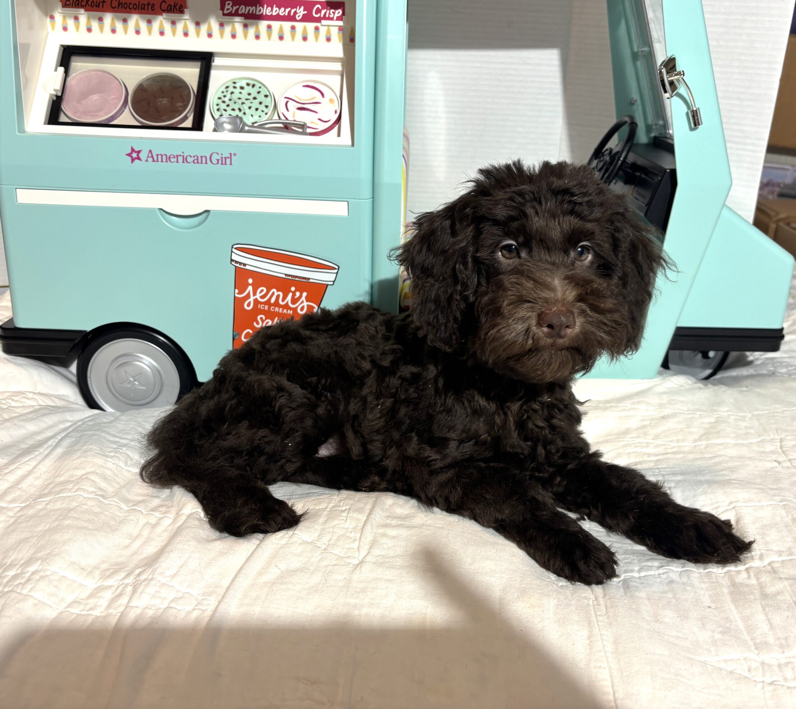 Dewey – Miniature Schnoodle $2400