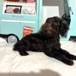 Dewey – Miniature Schnoodle $2400