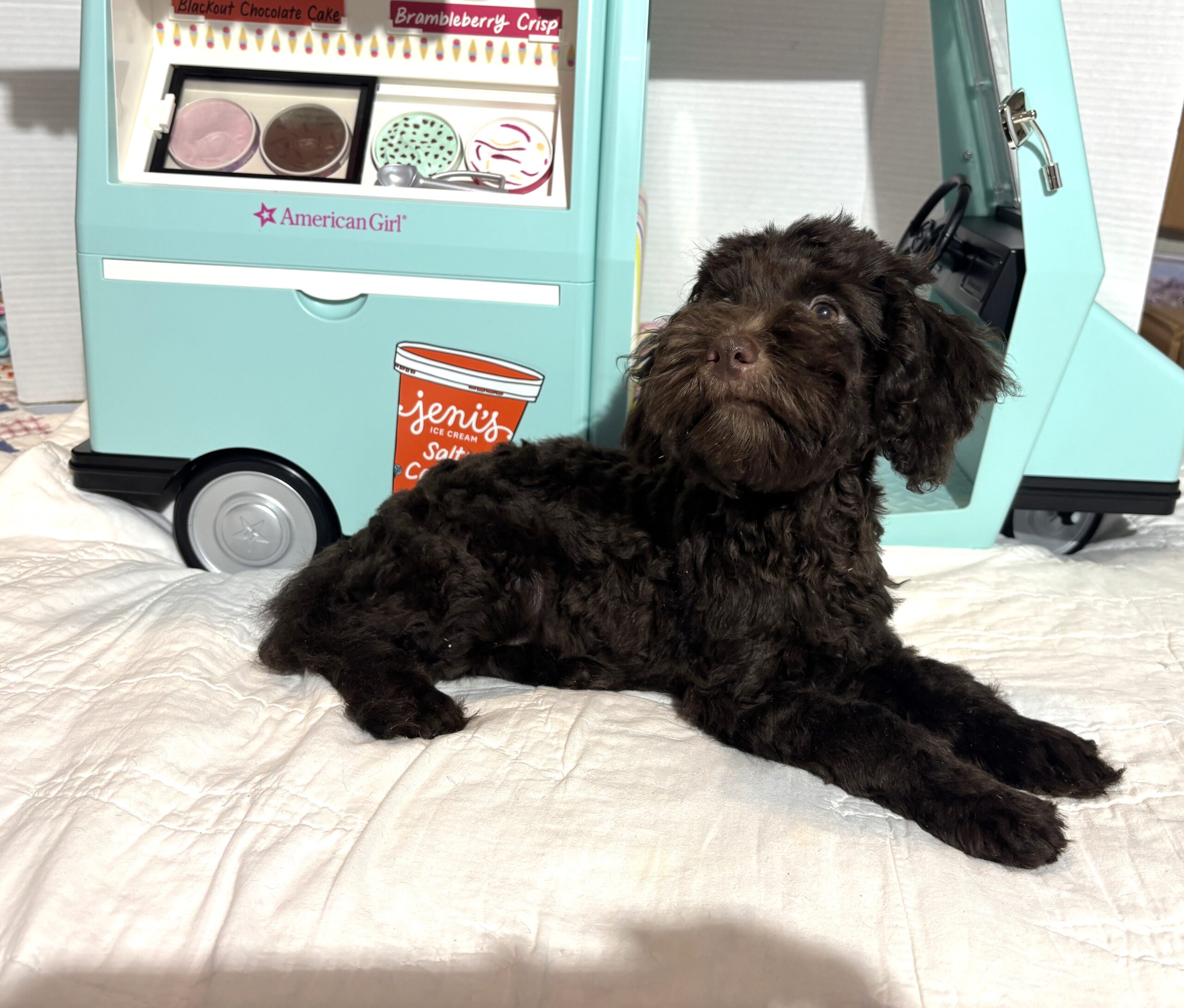 Dewey – Miniature Schnoodle $2400