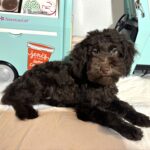 Dewey – Miniature Schnoodle $2400