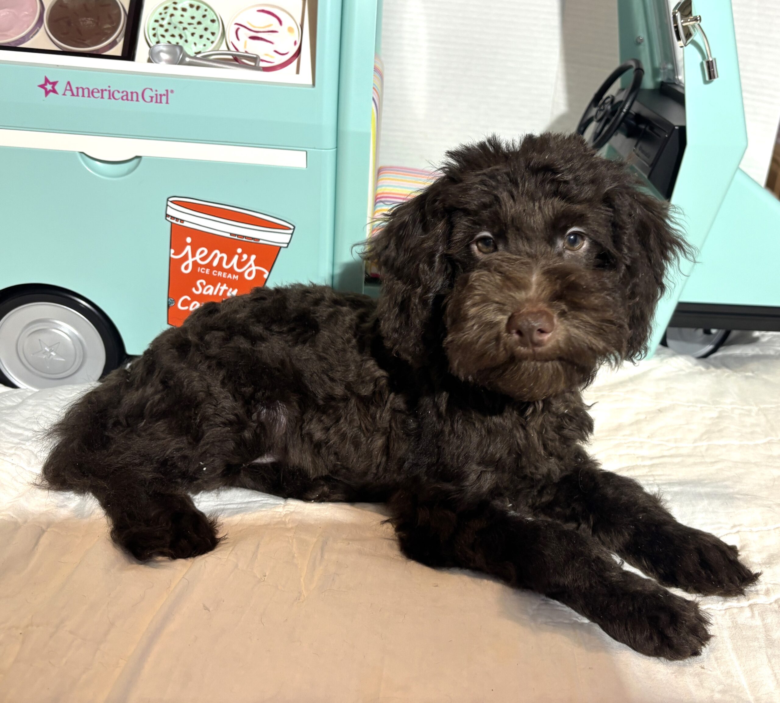 Dewey – Miniature Schnoodle $2400