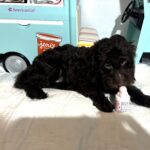 Dewey – Miniature Schnoodle $2400
