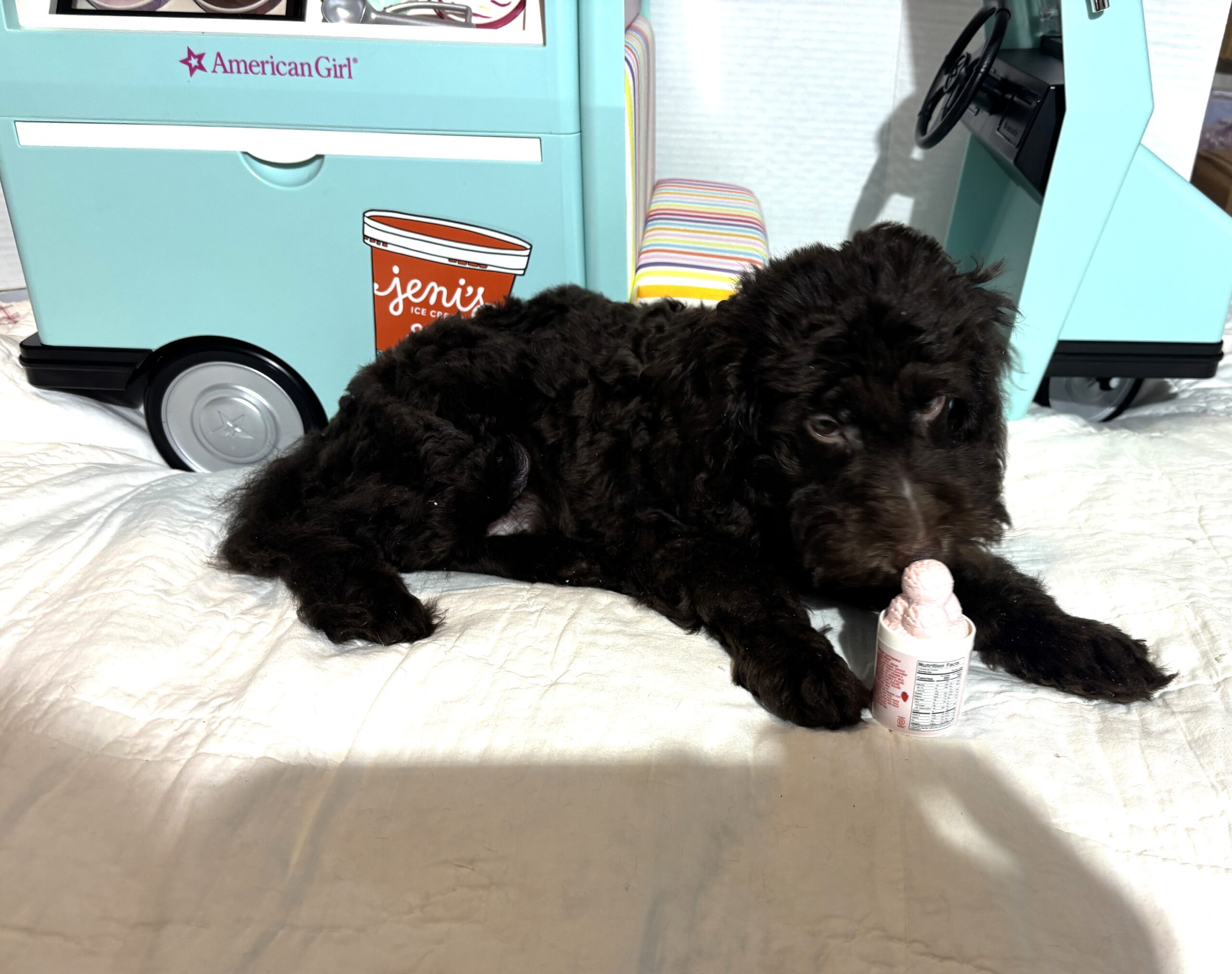 Dewey – Miniature Schnoodle $2400