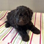 Huey – Miniature Schnoodle $2400