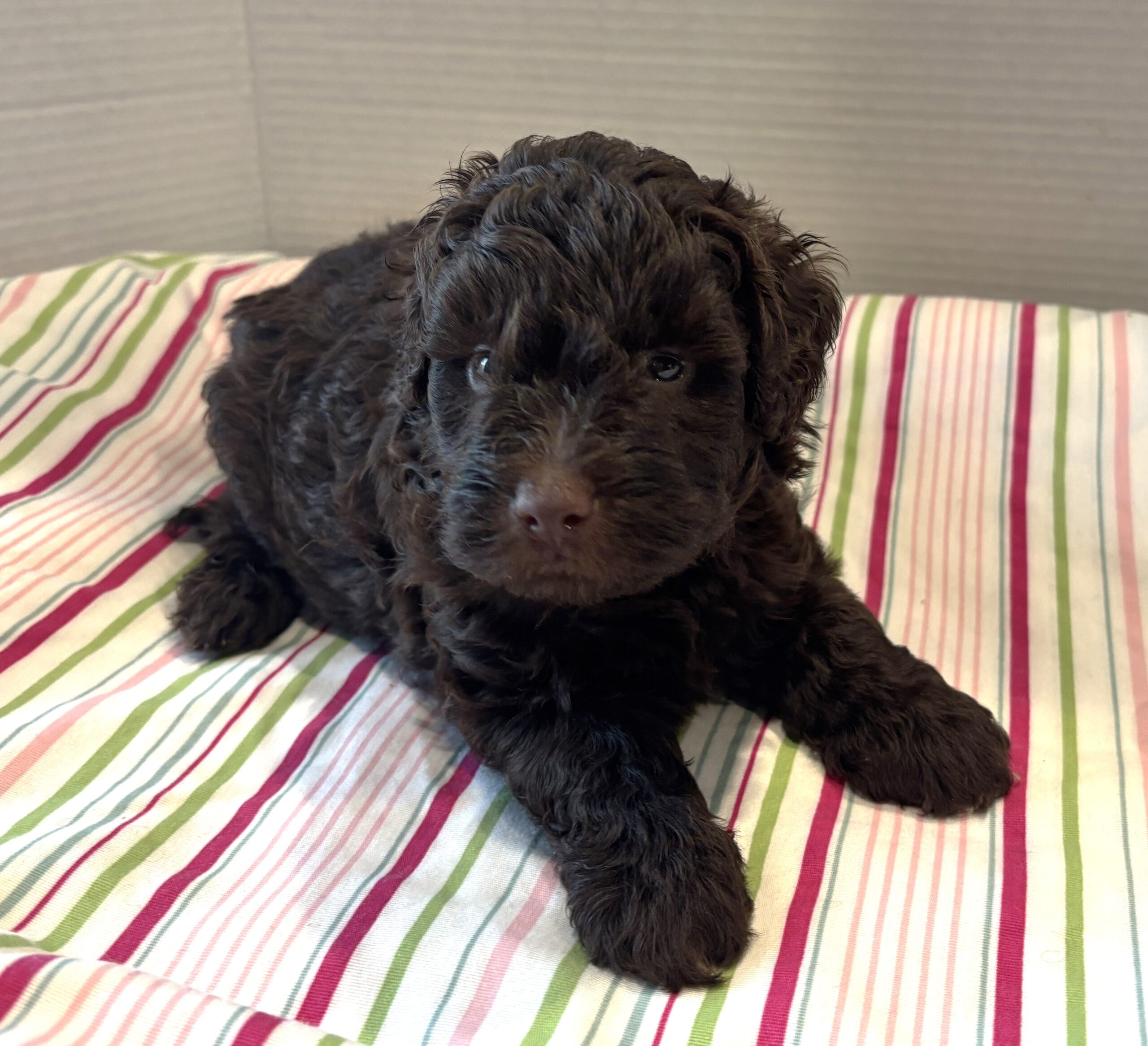 Huey – Miniature Schnoodle $2400