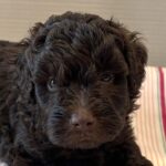 Huey – Miniature Schnoodle $2400