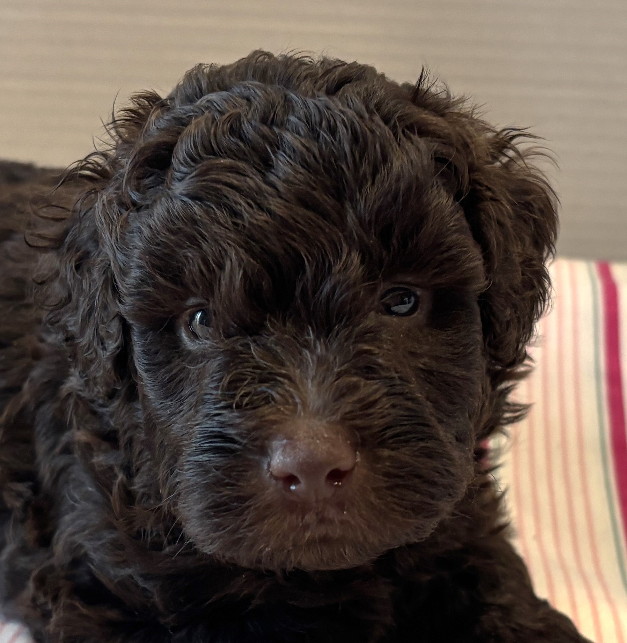 Huey – Miniature Schnoodle $2400