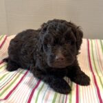 Huey – Miniature Schnoodle $2400