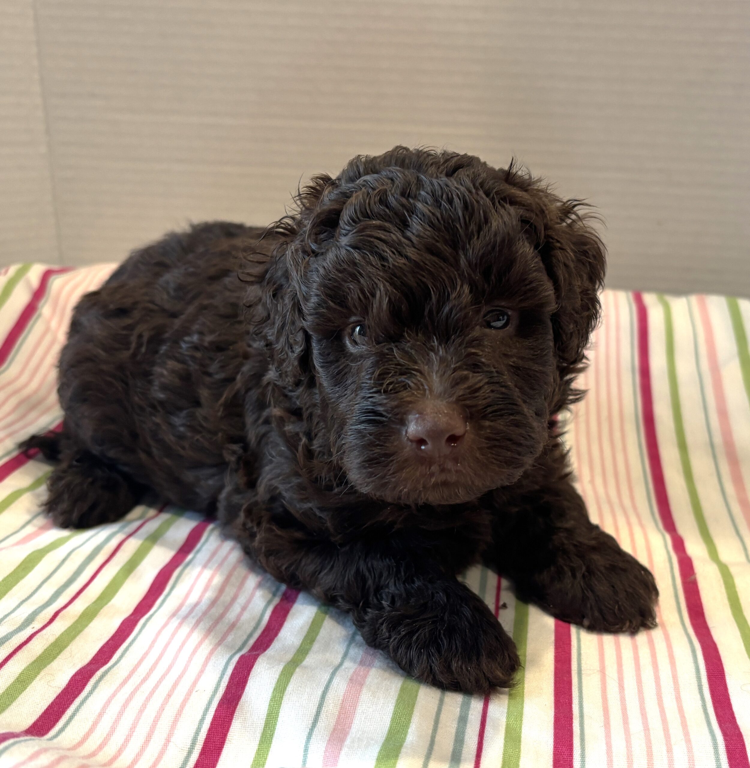 Huey – Miniature Schnoodle $2400