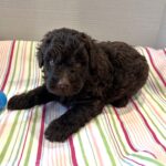 Huey – Miniature Schnoodle $2400
