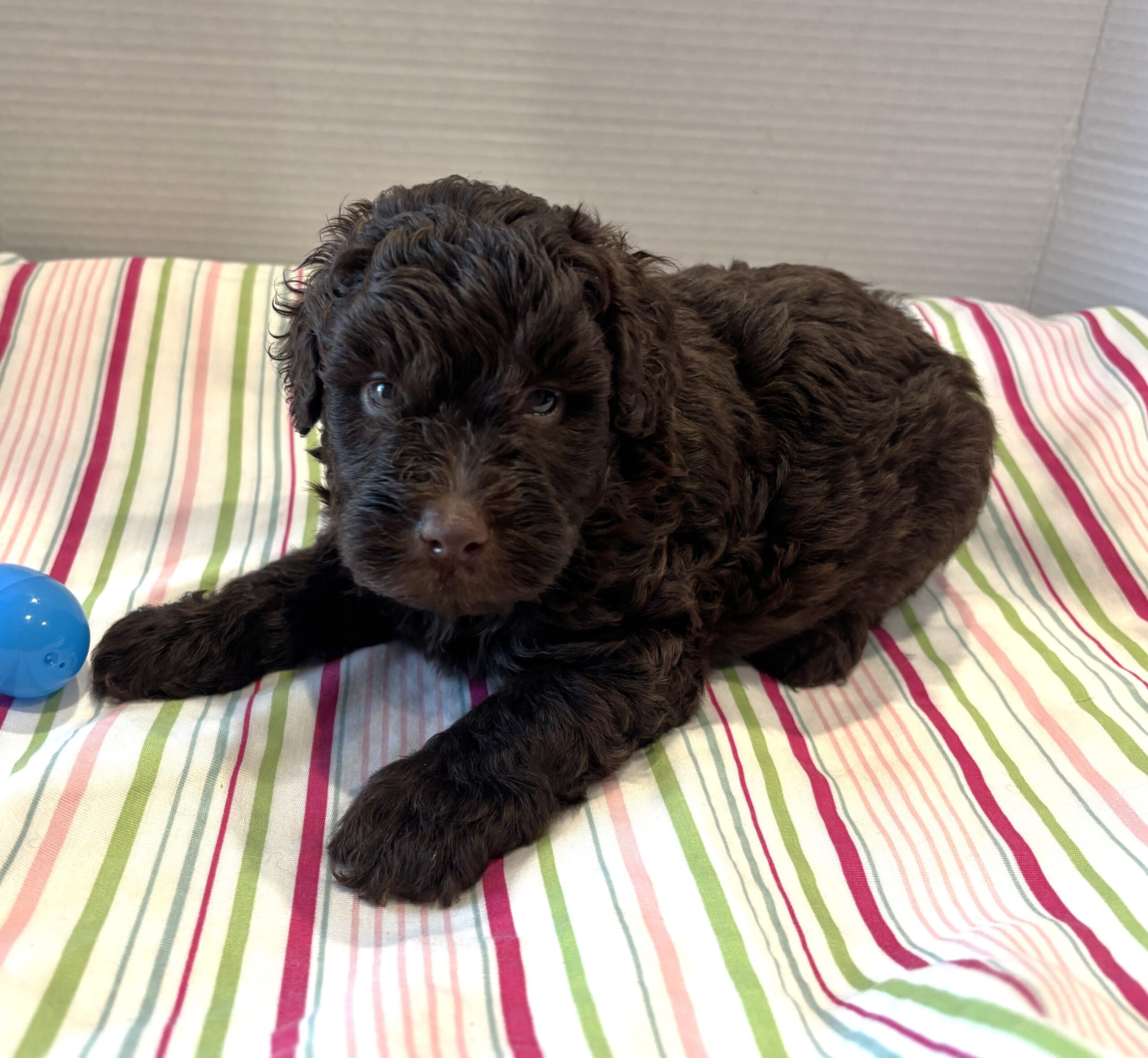 Huey – Miniature Schnoodle $2400