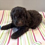 Huey – Miniature Schnoodle $2400