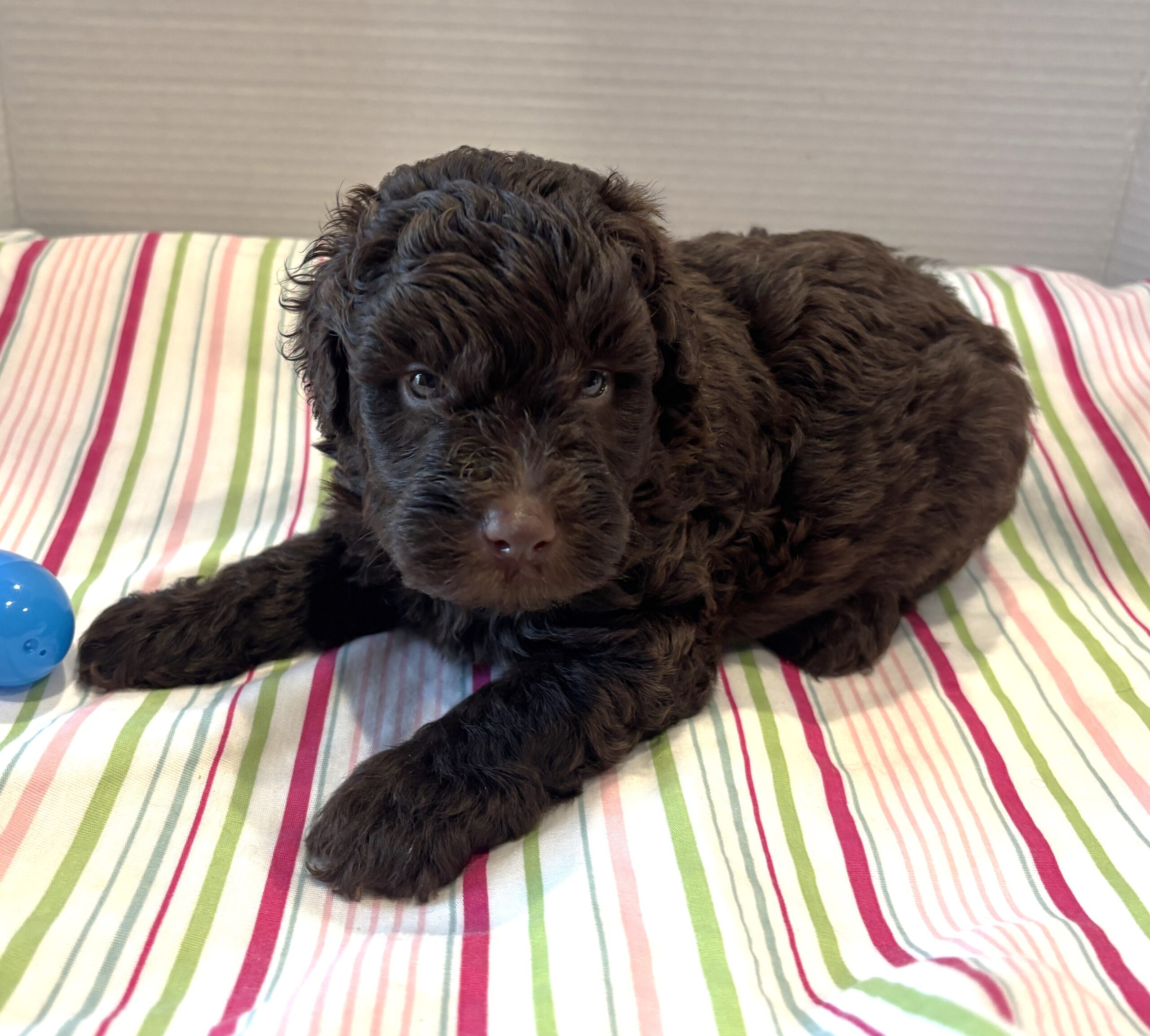 Huey – Miniature Schnoodle $2400
