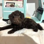 HUEY – Miniature Schnoodle $2400
