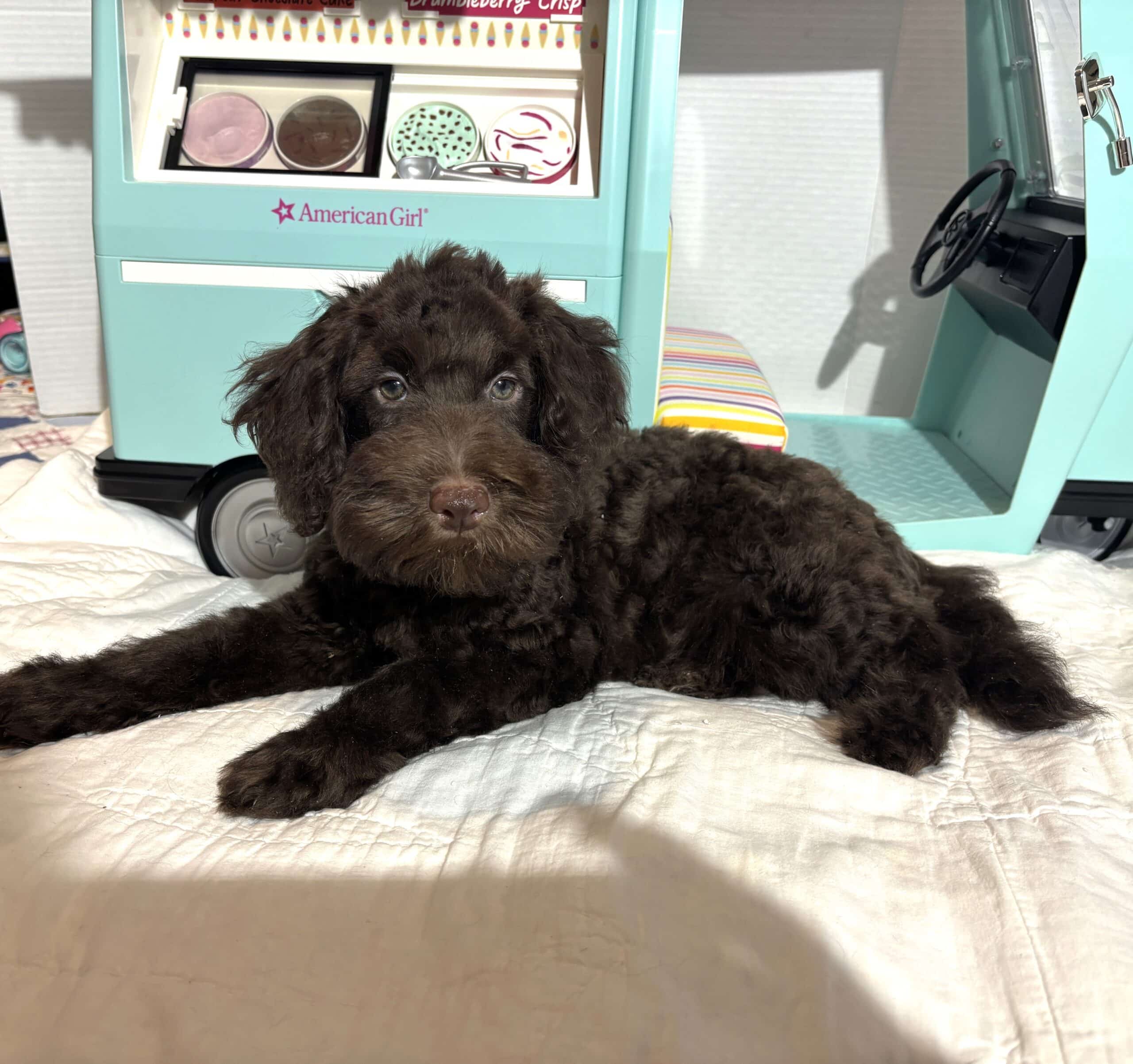 HUEY – Miniature Schnoodle $2400