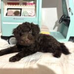 HUEY – Miniature Schnoodle $2400