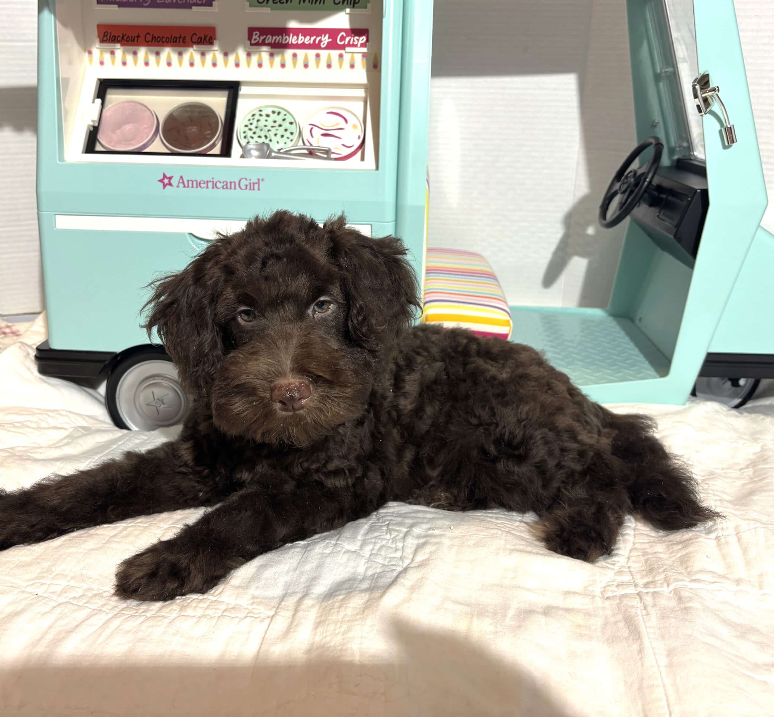 HUEY – Miniature Schnoodle $2400