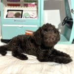 HUEY – Miniature Schnoodle $2400