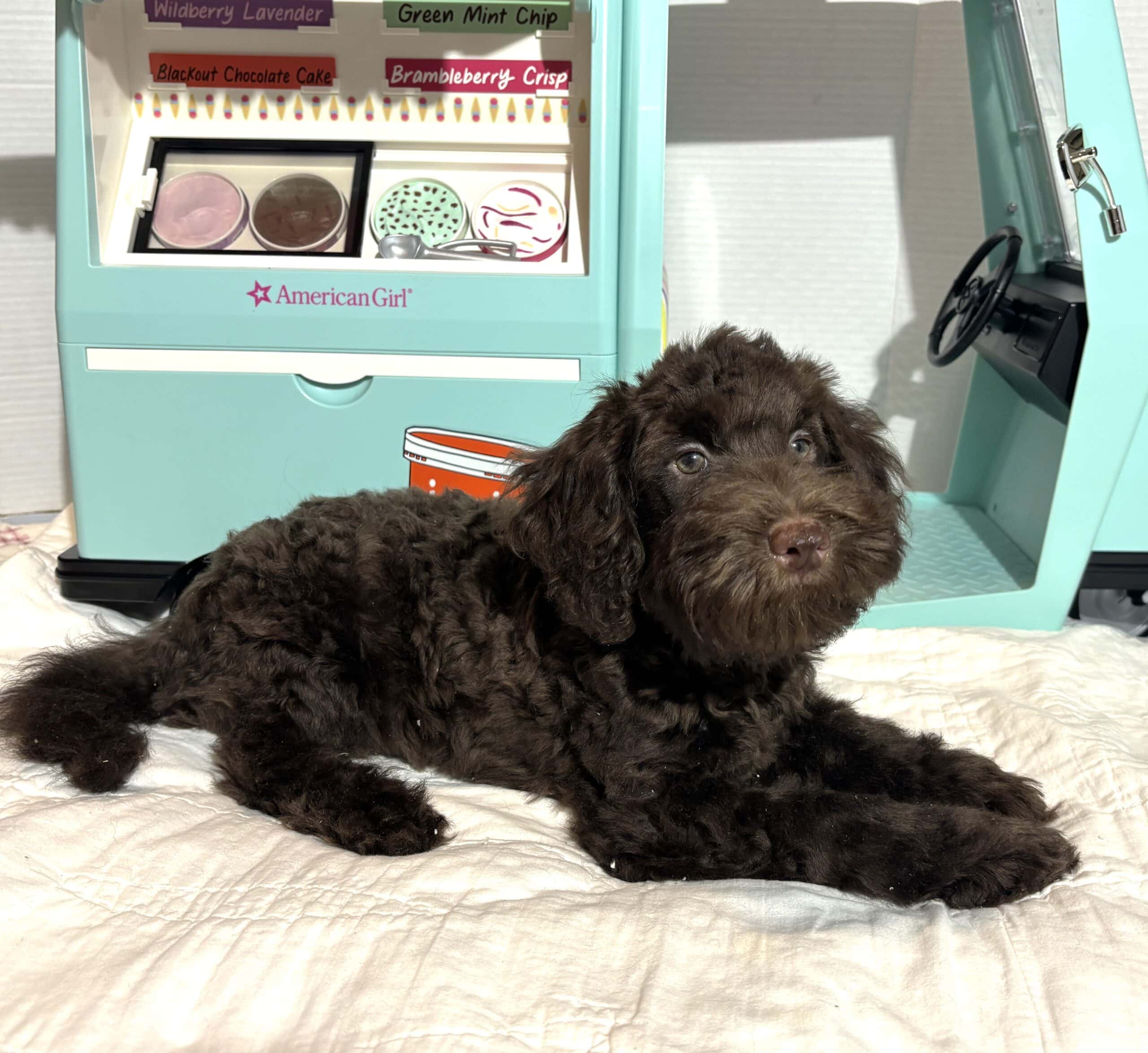 HUEY – Miniature Schnoodle $2400
