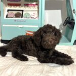HUEY – Miniature Schnoodle $2400