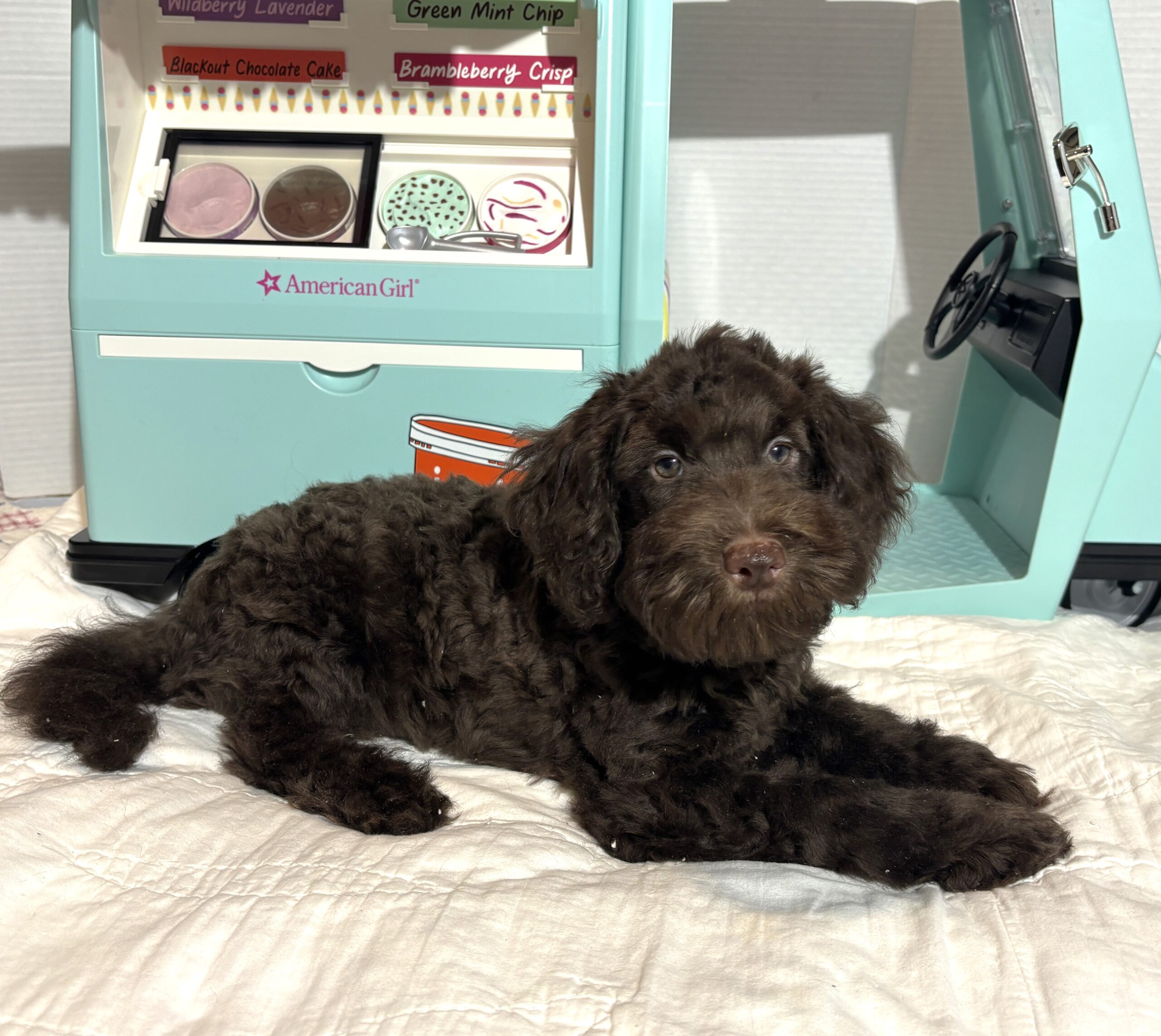 HUEY – Miniature Schnoodle $2400